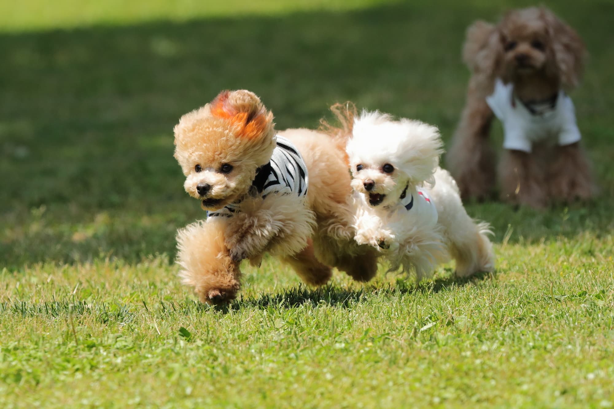 pixta_22903086_m.jpg